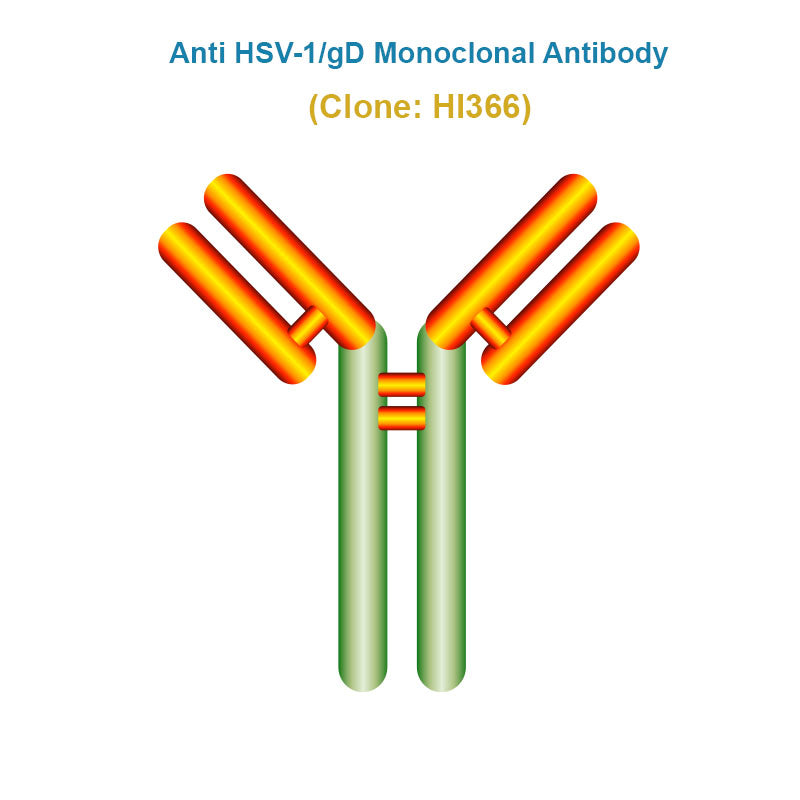 Anti Herpes Simplex Virus (HSV-1/gD) Monoclonal Antibody