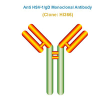 Load image into Gallery viewer, Anti Herpes Simplex Virus (HSV-1/gD) Monoclonal Antibody
