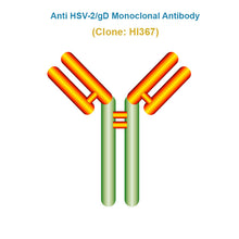 Load image into Gallery viewer, Anti Herpes Simplex Virus (HSV-2/gD) Monoclonal Antibody