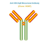 Anti Herpes Simplex Virus (HSV-2/gD) Monoclonal Antibody