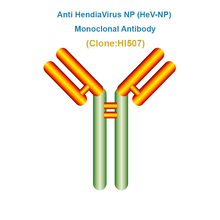 Load image into Gallery viewer, Anti Hendra Virus NP (HeV-NP) Monoclonal Antibody