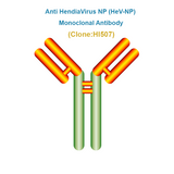 Anti Hendra Virus NP (HeV-NP) Monoclonal Antibody