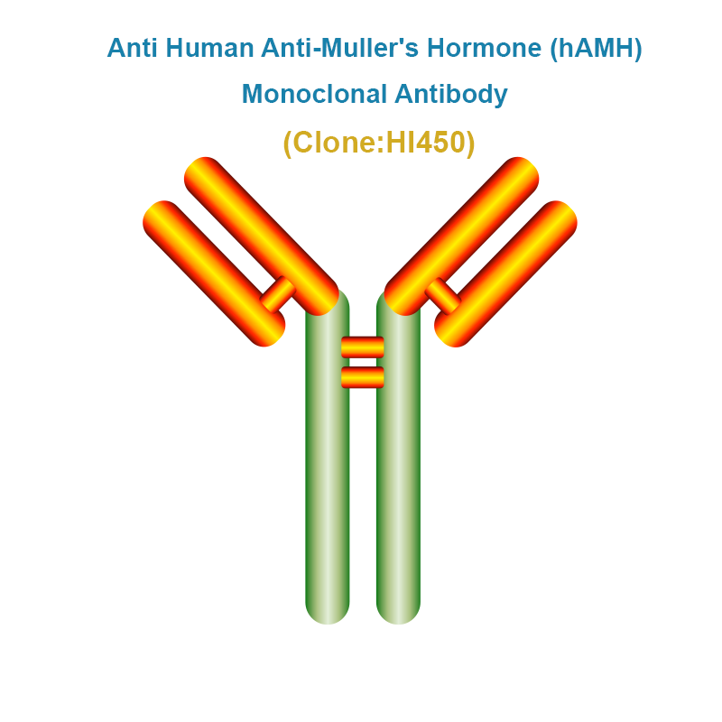 Anti Human Anti-Muller's Hormone (hAMH)  Monoclonal Antibody