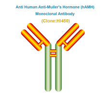 Load image into Gallery viewer, Anti Human Anti-Muller&#39;s Hormone (hAMH)  Monoclonal Antibody