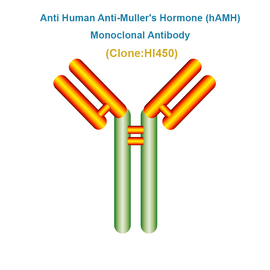 Anti Human Anti-Muller's Hormone (hAMH)  Monoclonal Antibody