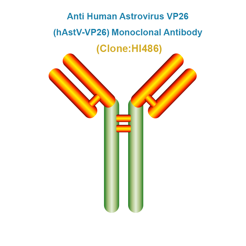 Anti Human Astrovirus VP26 (hAstV-VP26) Monoclonal Antibody
