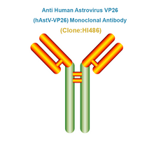 Load image into Gallery viewer, Anti Human Astrovirus VP26 (hAstV-VP26) Monoclonal Antibody