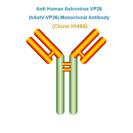 Anti Human Astrovirus VP26 (hAstV-VP26) Monoclonal Antibody