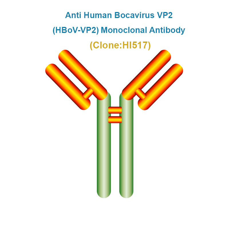 Anti Human Bocavirus VP2 (hBoV-VP2) Monoclonal Antibody