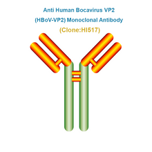 Load image into Gallery viewer, Anti Human Bocavirus VP2 (hBoV-VP2) Monoclonal Antibody