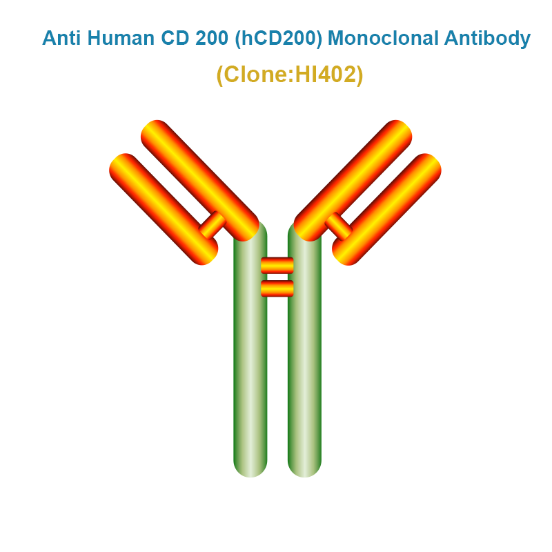 Anti Human CD 200 (hCD200) Monoclonal Antibody