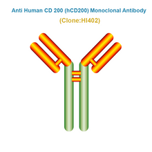 Load image into Gallery viewer, Anti Human CD 200 (hCD200) Monoclonal Antibody