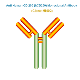 Anti Human CD 200 (hCD200) Monoclonal Antibody