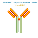 Anti Human CD 200 (hCD200) Monoclonal Antibody