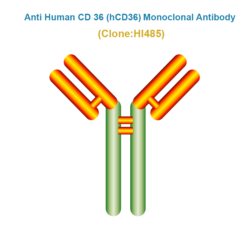 Anti Human CD 36 (hCD36) Monoclonal Antibody