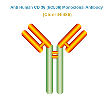 Load image into Gallery viewer, Anti Human CD 36 (hCD36) Monoclonal Antibody