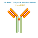 Anti Human CD 36 (hCD36) Monoclonal Antibody