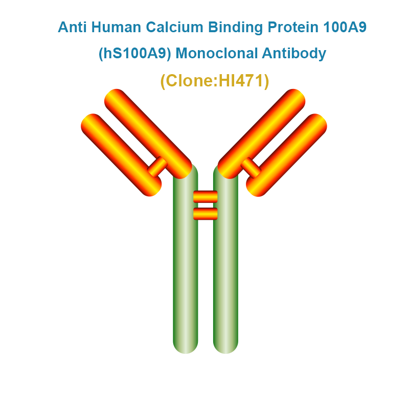 Anti Human Calcium Binding Protein 100A9 (hS100A9) Monoclonal Antibody