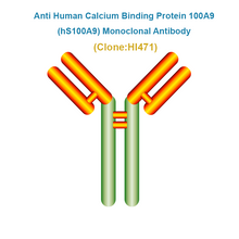 Load image into Gallery viewer, Anti Human Calcium Binding Protein 100A9 (hS100A9) Monoclonal Antibody