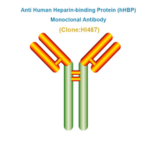 Load image into Gallery viewer, Anti Human Heparin-binding Protein (hHBP) Monoclonal Antibody