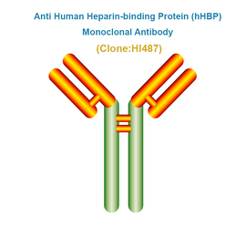 Anti Human Heparin-binding Protein (hHBP) Monoclonal Antibody