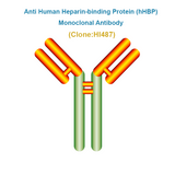 Anti Human Heparin-binding Protein (hHBP) Monoclonal Antibody