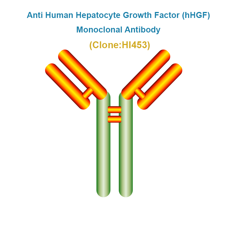 Anti Human Hepatocyte Growth Factor (hHGF) Monoclonal Antibody