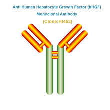 Load image into Gallery viewer, Anti Human Hepatocyte Growth Factor (hHGF) Monoclonal Antibody