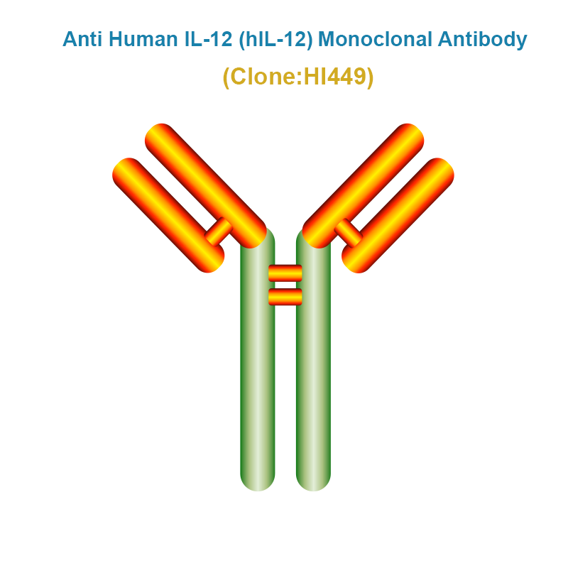 Anti Human IL-12 (hIL-12) Monoclonal Antibody
