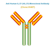 Load image into Gallery viewer, Anti Human IL-21 (hIL-21) Monoclonal Antibody