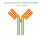 Anti Human IL-21 (hIL-21) Monoclonal Antibody
