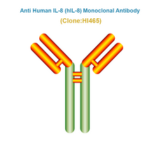 Load image into Gallery viewer, Anti Human IL-8 (hIL-8) Monoclonal Antibody