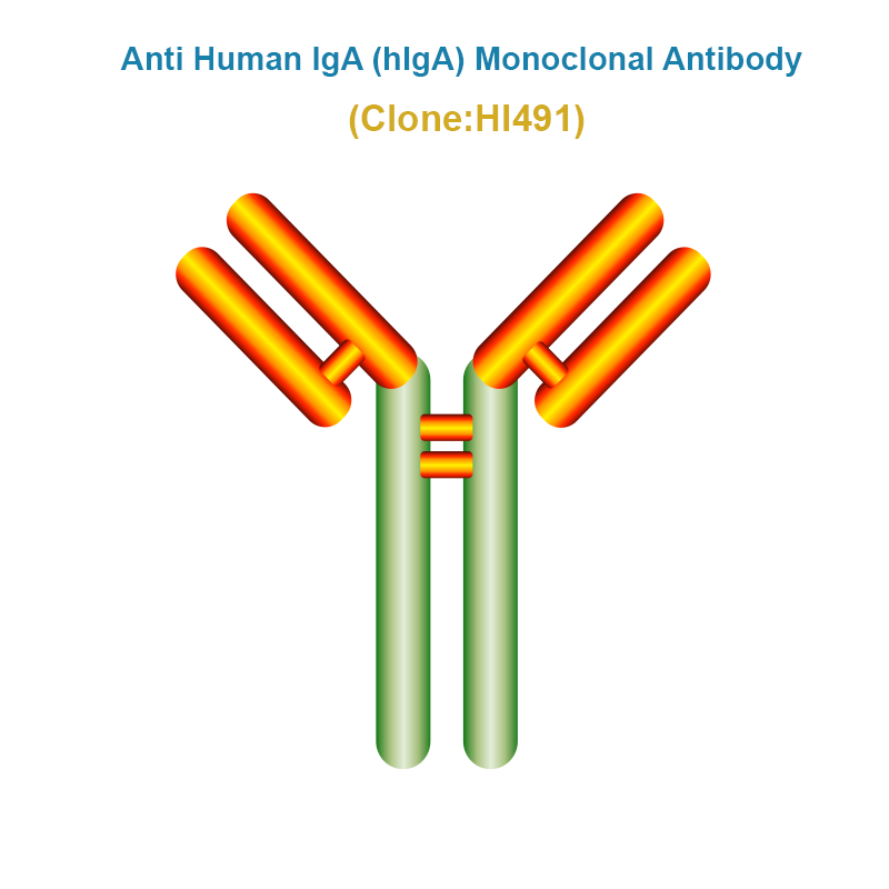 Anti Human IgA (hIgA) Monoclonal Antibody