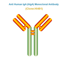 Load image into Gallery viewer, Anti Human IgA (hIgA) Monoclonal Antibody