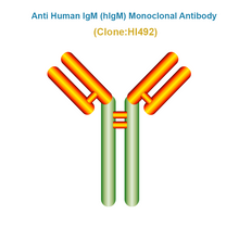 Load image into Gallery viewer, Anti Human IgM (hIgM) Monoclonal Antibody