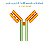 Anti Human IgM (hIgM) Monoclonal Antibody