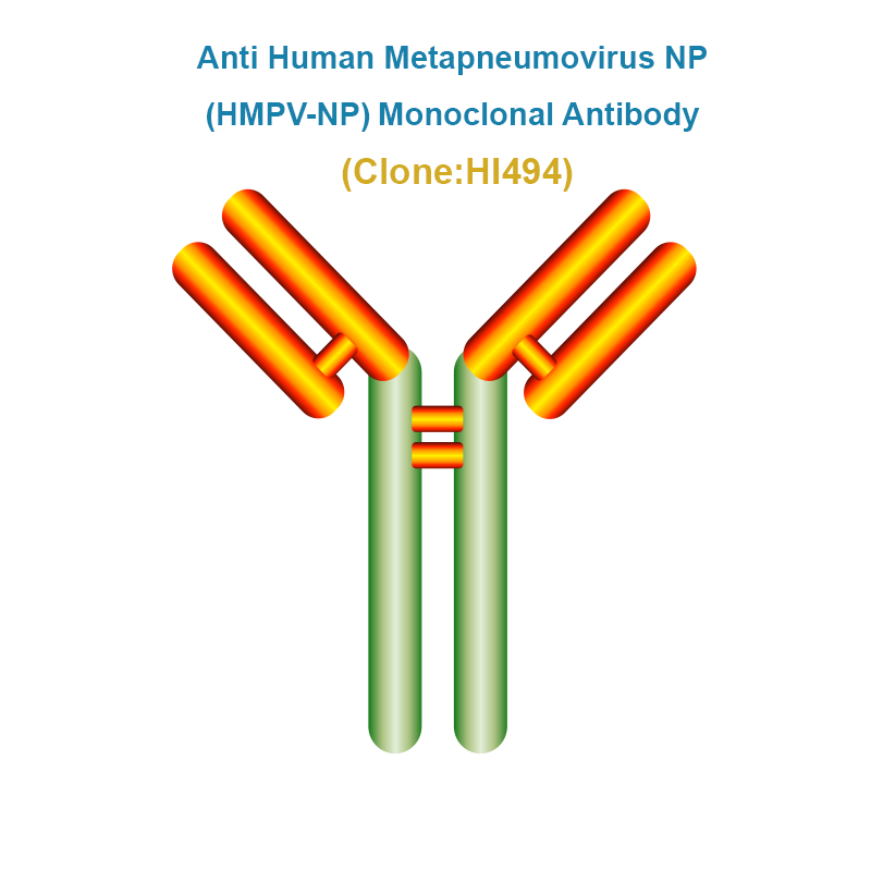 Anti Human Metapneumovirus NP (hMPV-NP) Monoclonal Antibody