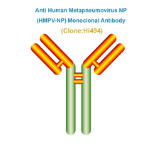 Load image into Gallery viewer, Anti Human Metapneumovirus NP (hMPV-NP) Monoclonal Antibody