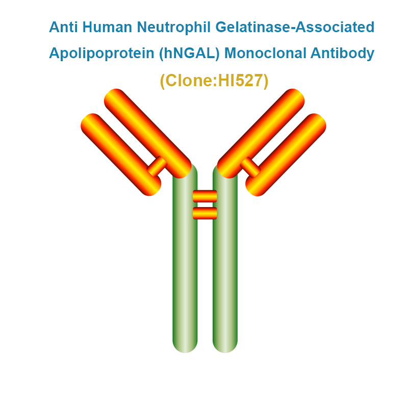 Anti Human Neutrophil Gelatinase-Associated Apolipoprotein (hNGAL) Monoclonal Antibody