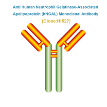 Load image into Gallery viewer, Anti Human Neutrophil Gelatinase-Associated Apolipoprotein (hNGAL) Monoclonal Antibody