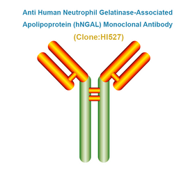 Anti Human Neutrophil Gelatinase-Associated Apolipoprotein (hNGAL) Monoclonal Antibody