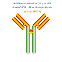 Load image into Gallery viewer, Anti Human Norovirus GII VP1 (hNoV-GII/VP1) Monoclonal Antibody