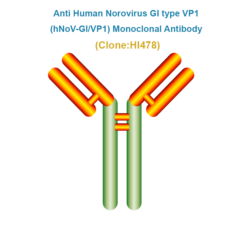 Anti Human Norovirus GI VP1 (hNoV-GI/VP1) Monoclonal Antibody