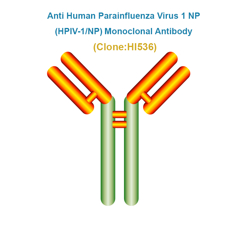 Anti Human Parainfluenza Virus type 1 NP (HPIV1-NP) Monoclonal Antibody