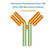 Load image into Gallery viewer, Anti Human Parainfluenza Virus type 1 NP (HPIV1-NP) Monoclonal Antibody