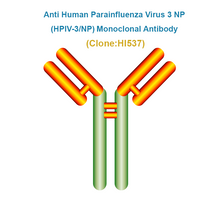 Load image into Gallery viewer, Anti Human Parainfluenza Virus type 3 NP (HPIV3-NP) Monoclonal Antibody