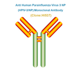Anti Human Parainfluenza Virus type 3 NP (HPIV3-NP) Monoclonal Antibody