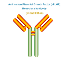 Load image into Gallery viewer, Anti Human Placental Growth Factor (hPLGF) Monoclonal Antibody