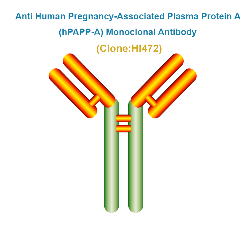 Anti Human Pregnancy-Associated Plasma Protein A (hPAPP-A) Monoclonal Antibody