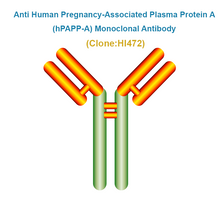 Load image into Gallery viewer, Anti Human Pregnancy-Associated Plasma Protein A (hPAPP-A) Monoclonal Antibody